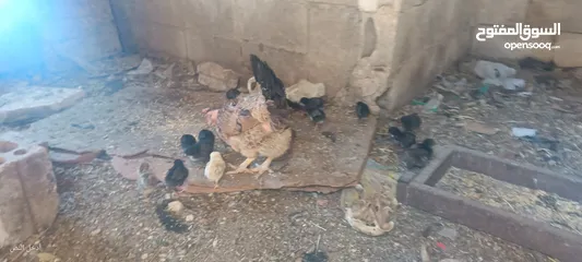  2 جاجه يهوديه معها 25 صوص بلدي