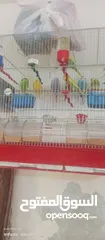  1 طيور الحب البادجي