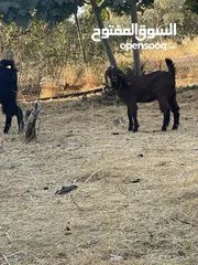  2 شعاريه نخب اول معها بنتها عمر . 4شهور