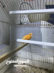  5 كنار احمر للبيع صحه ونضافة مع القفص كامل للبيع لعدم التفريغ