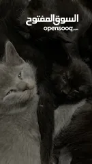  5 قطط شيرازيات
