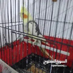  8 التواصل عبر الوتس اب عصافير حب وكوكتيل حجم جامبو كبير مفتلات والبينه وعادي