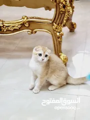  1 سكوتش فولد