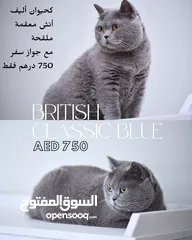  18 Scottish British shorthair longhair kittens British shorthair Scottish fold kittens Scottish