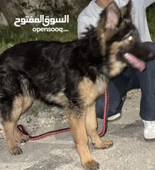  1 جيرمن شيبرد للبيع