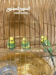  5 Parrots for sale