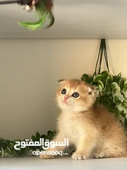  6 اللي يدور ذهب حقيقي  سكوتش جولدن ذكور اقراء الوصف