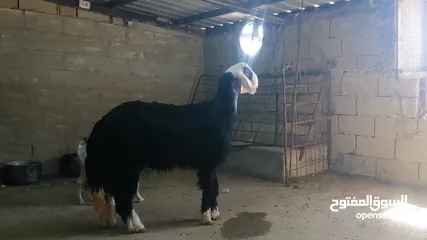  3 خروف نجدي كويتي