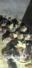  4 صوص بلدي  البزره القديمه حبات النخب من حضك والله يبارك ل صاحب النصيب..