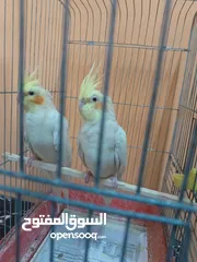  1 مخاليف 2 عمر تسعه الشهر