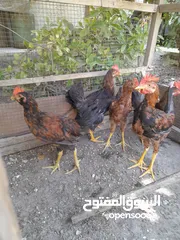  4 ديج ودجاجة 25 الف