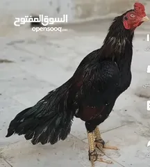  1 ديك ميوالي