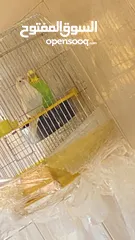  1 جوز بادجي و طيرة صلاة النبي اول خيرهم بجهزو لبطن
