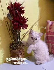  4 قطط شيرازيه صغيره للبيع / Small Persian cats for sale