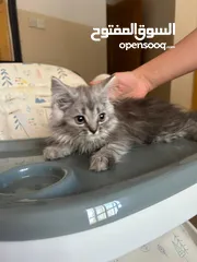  2 Persian Kitten for Sale