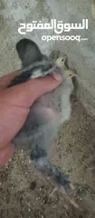  2 صيصان براهمي للبيع