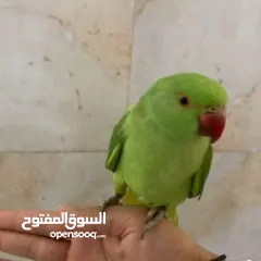  1 green parrot hand tamed
