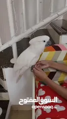  5 Cockatoo Parrot