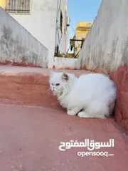  3 قطه شيرازي