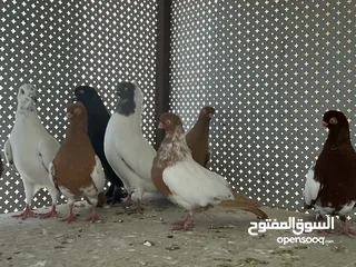  16 حمام الماني وذباني نخب