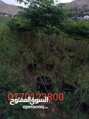  13 جميع انواع الاشجار الزينه والمثمره بأفضل الاسعار
