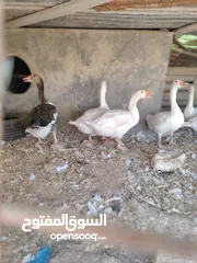  4 وز عدد 7 الكرك القصر
