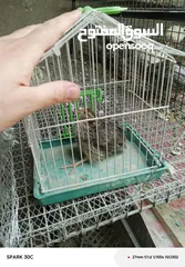  2 طيور الفري لونين ابيض و اسود اعمار مختلفة