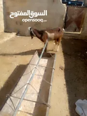 1 عنز لحم سن جمع نضيف ذكر الله عليها