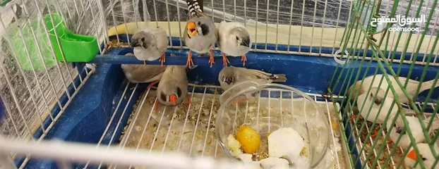 2 عصافير طيور جنة