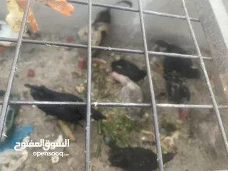  1 كوم دجاج وبط للبيع بسعر مغري