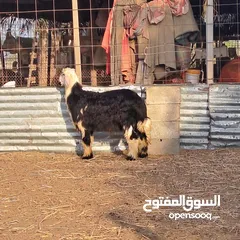  5 كبش نجدي للبيع اقرأ الوصف قبل التواصل