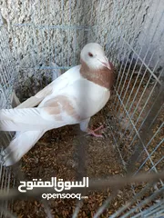  8 حمام للبيع