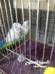  2 4 جواز حب و جوز روز بسعر حرق