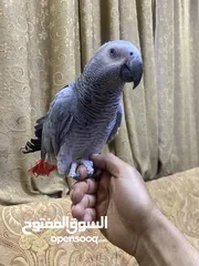  1 كاسكو للبيع