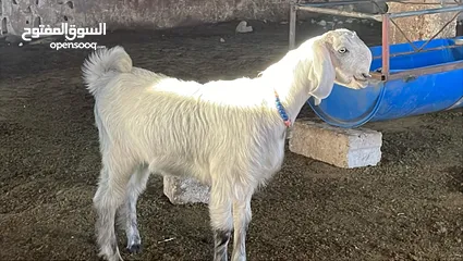  1 بسم الله ماشاء تبارك الرحمن سخله شميه حره لون مميز سخله شق توم سلاله عاليه