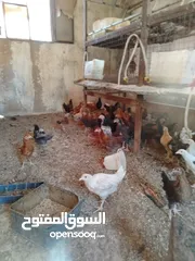  1 فراخ بلدي و  للبيع
