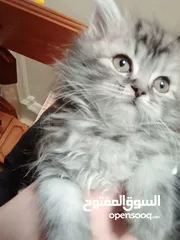  1 قط ذكر  اليف للبيع