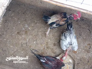  27 متوفر لزبائنها الكرام / زغاليل بلدي للاكل/ حمام فرنسي للذبح / ارانب نخب اول التفاصيل بالوصف
