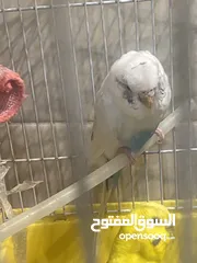  2 عفور ابيض حب انثى مجاني للتبني