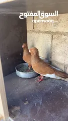  1 للبيع جواز