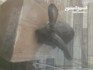  21 ارانب الماني للبيع موجودات بعمان