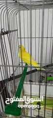  2 طيور كنار نخب