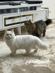  3 زوج قطط شيرازي