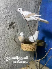  6 فاخت كريمي