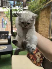 6 قطط سكوتش فولد وسكوتش ستريت للبيع اقرأ الوصف