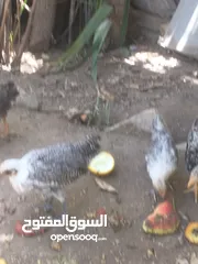  2 دجاج هرافي عرب وبرانكز مشكل