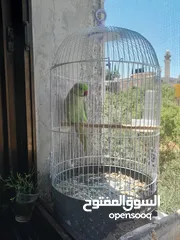  3 شيكو  ببغاء درة هندي يقلد صوت القطة  وسكر ا تصفر وتحاول الكلام مع قفص واكل التوصيل داخل نابلس بعشرين