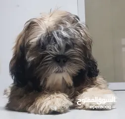  5 shihtzue puppy