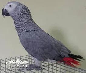  3 متوفر الأن فراخ كاسكو مزرعه حبات متكلمه صحه ونظافه