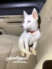  6 هاسكي ابيض بيور